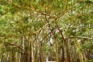 big-banyan-tree-forest-nature-bangalore-india-travel-potography
